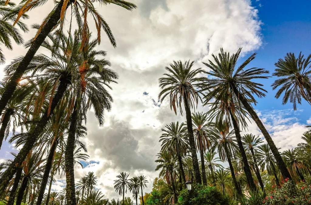 Le circuit de la Palmeraie : Découvrez l'oasis verdoyante de Marrakech en toute sérénité