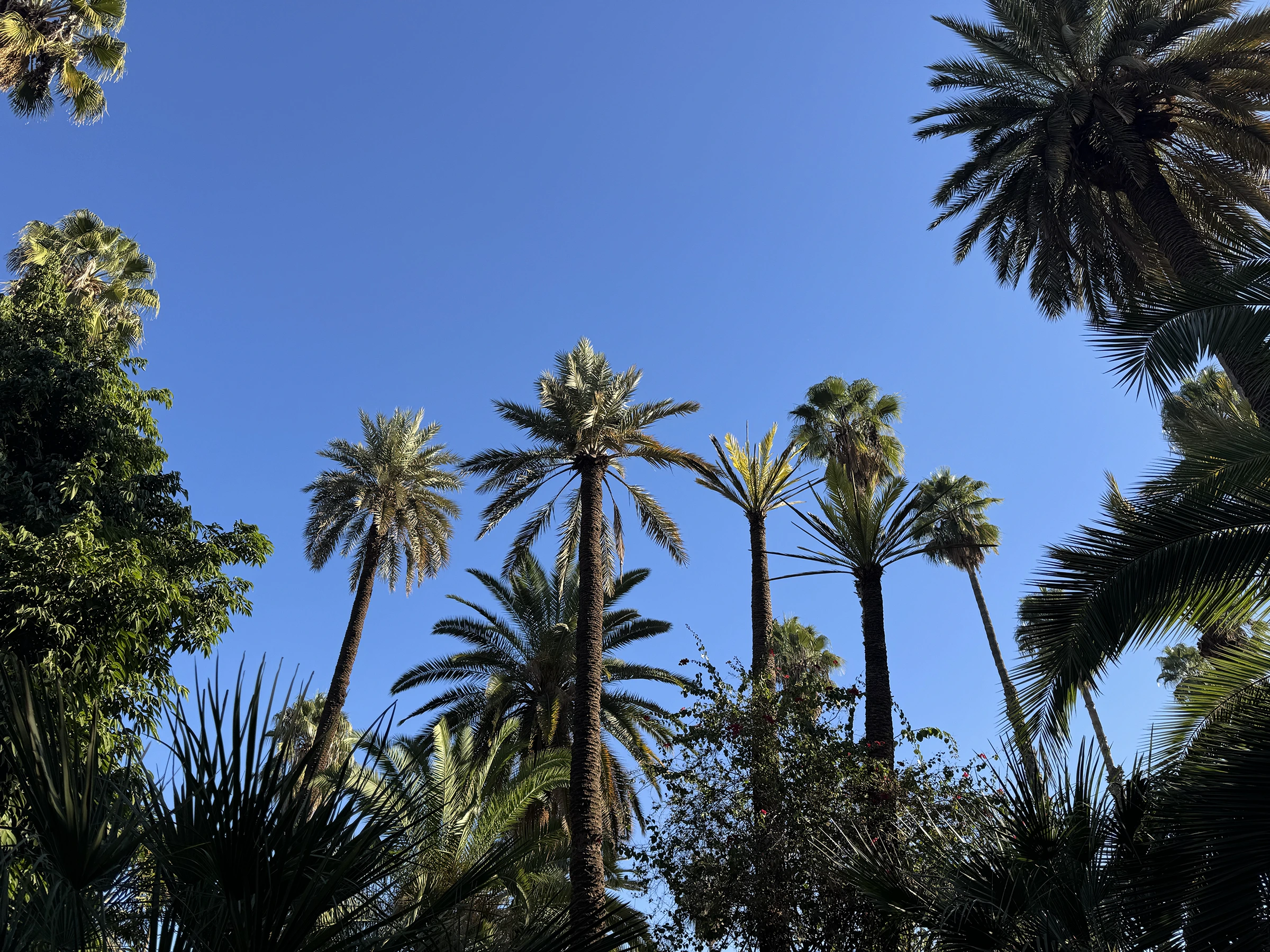 Le Jardin Majorelle : une escapade colorée à Marrakech