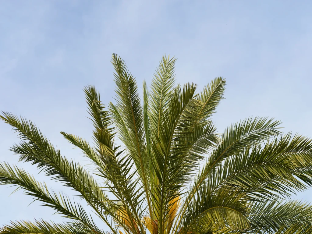 Visite des Jardins de l’Agdal : un incontournable de Marrakech